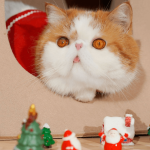 P22-00131-ToteBagStyleCatBedAndScratcher_800x800px_1-298222