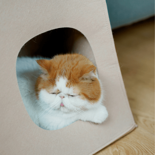 P22-00131-ToteBagStyleCatBedAndScratcher_800x800px_9-630949