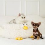 adorable-plush-chick-cat-bed-higooga-595079