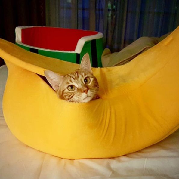 fully-covered-banana-cat-bed-higooga-544290