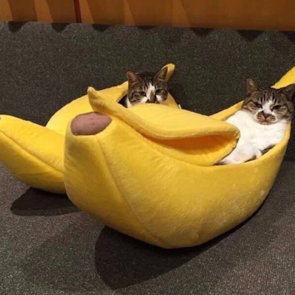 fully-covered-banana-cat-bed-higooga-845001