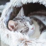 large-enclosed-soft-fleece-cat-bed-higooga-548983