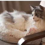 soft-plush-pet-cave-bed-for-medium-sized-cats-dogs-higooga-333088